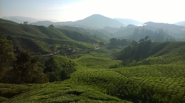 чайные плантации малайзия